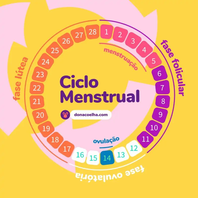 Infográfico sobre as fases do ciclo menstrual